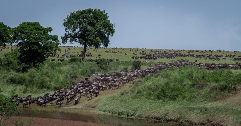 the great migration in africa