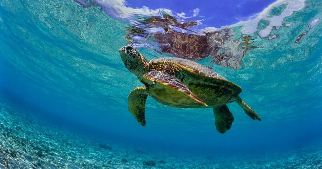 a sea turtle in zamami, okinawa japan