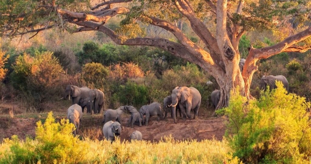 Elephants at Kruger National Park, South Africa