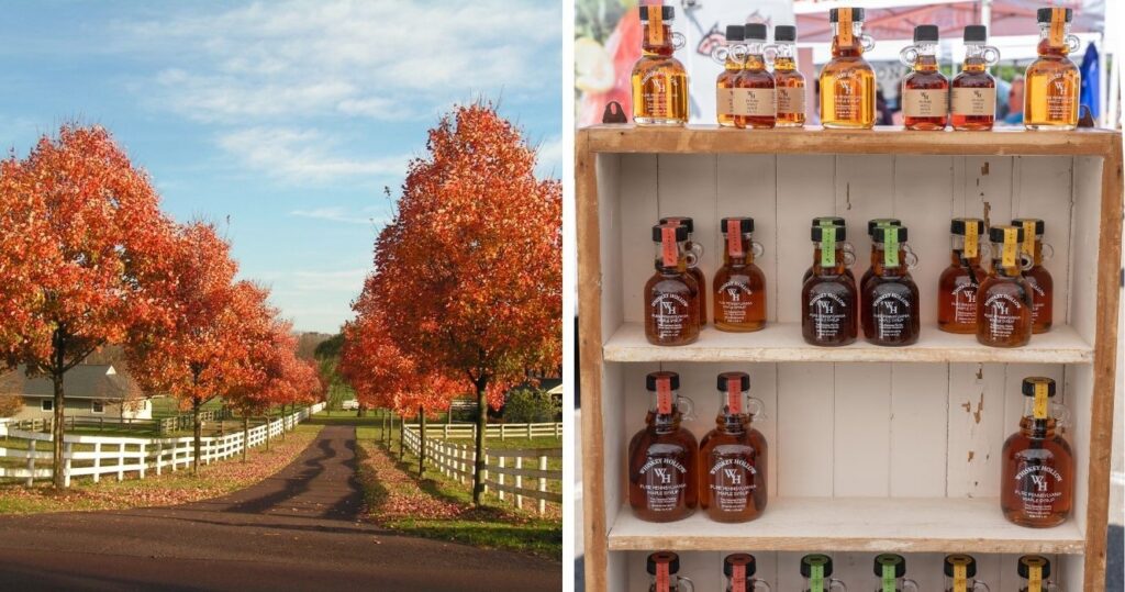 maple trees and syrup in pennsylvania