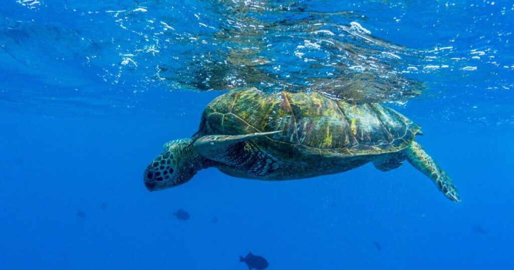 Sea turtle in Turtle Canyon, Oahu, Hawaii