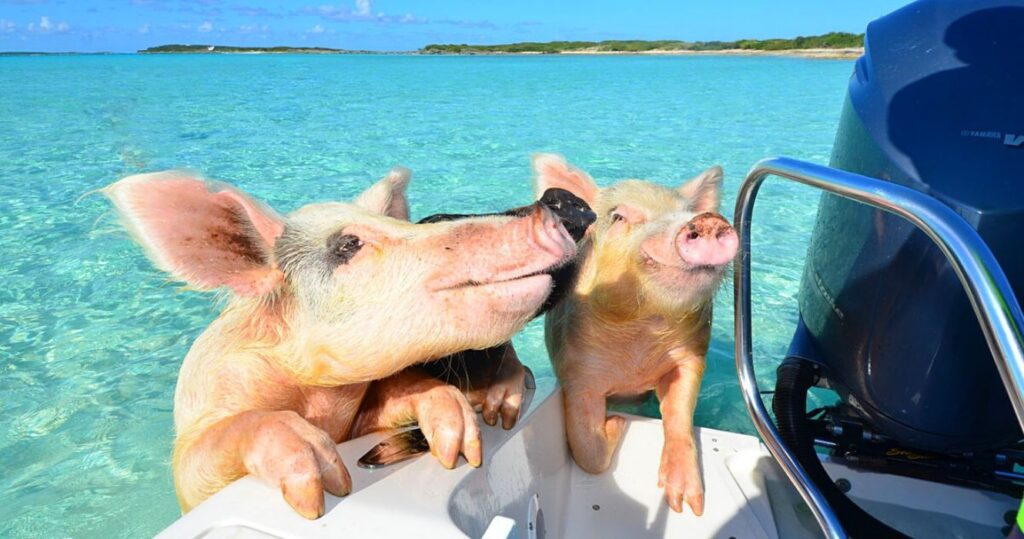 pigs getting on a boat at big major cay