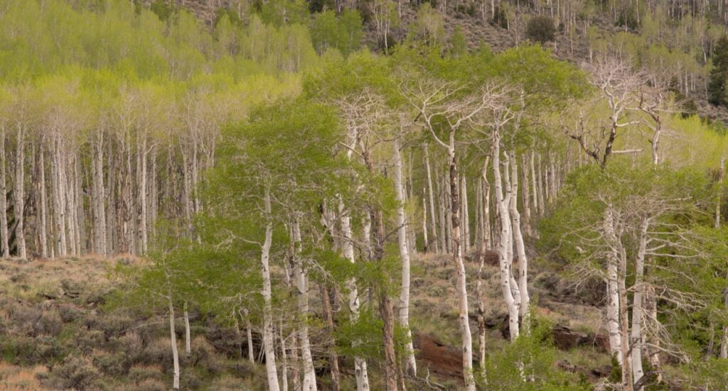 Pando Tree In Utah