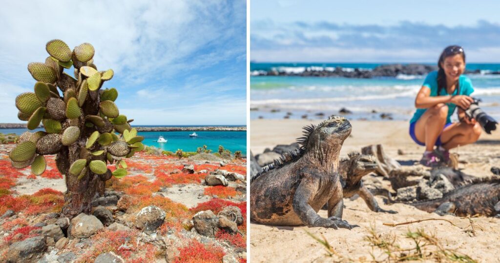 a cactus on the galapagos islands, a photographer taking a photo of an iguana