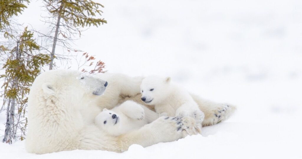 3 polar bears in the snow