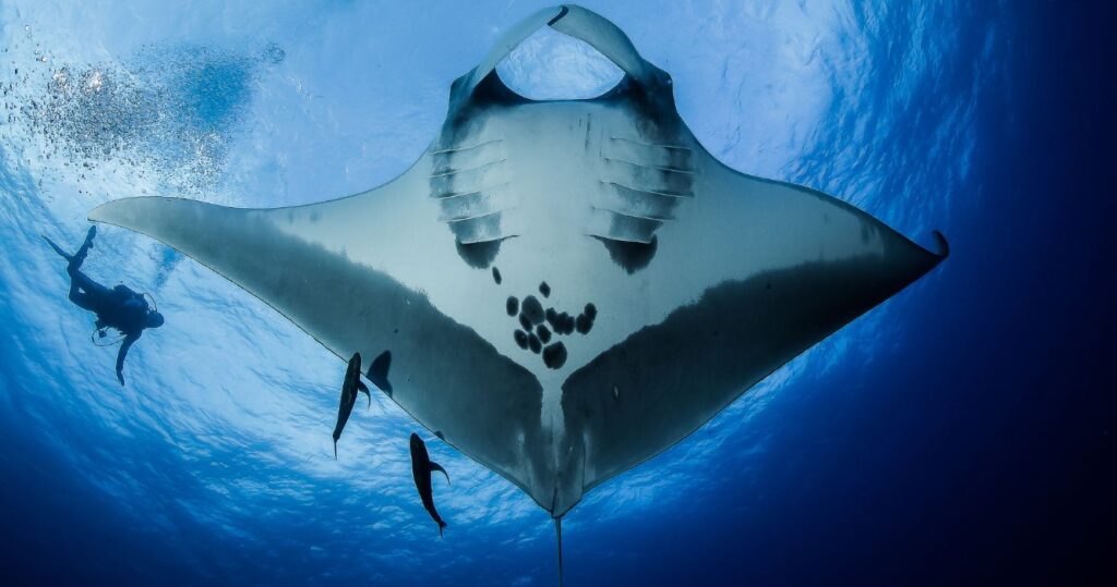 a scuba diver swimming underneath a manta ray