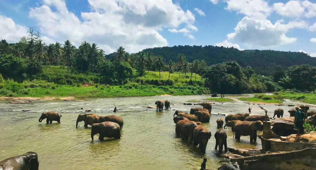 Elephants In The River In Sri Lanka