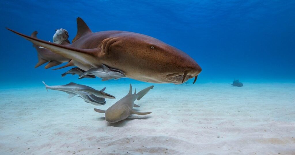 Nurse shark in caribbean sea