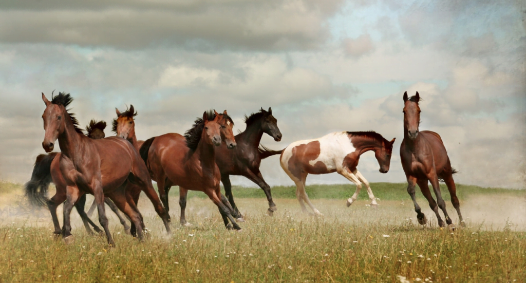 Mustangs In America Galloping