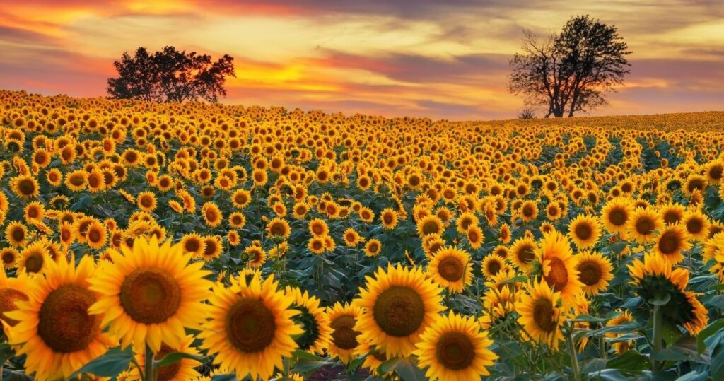 a sunflower field in kansas at sunset